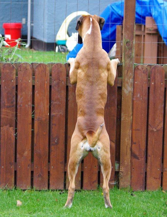 Boxer Schwartzbox Henna billede 3