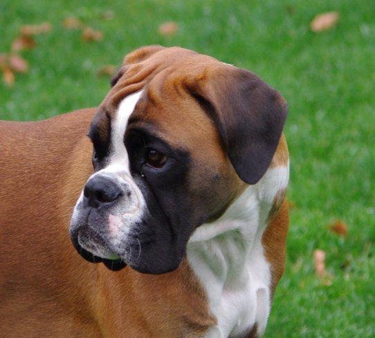 Boxer Schwartzbox Henna billede 4