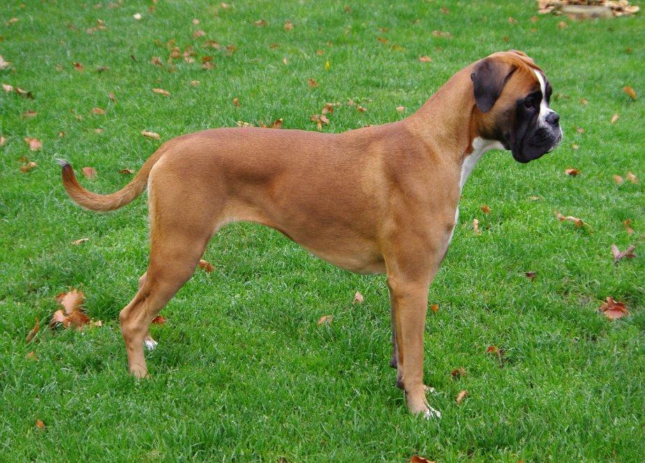 Boxer Schwartzbox Henna billede 5