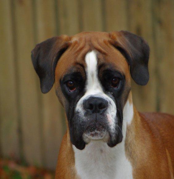 Boxer Schwartzbox Henna billede 6