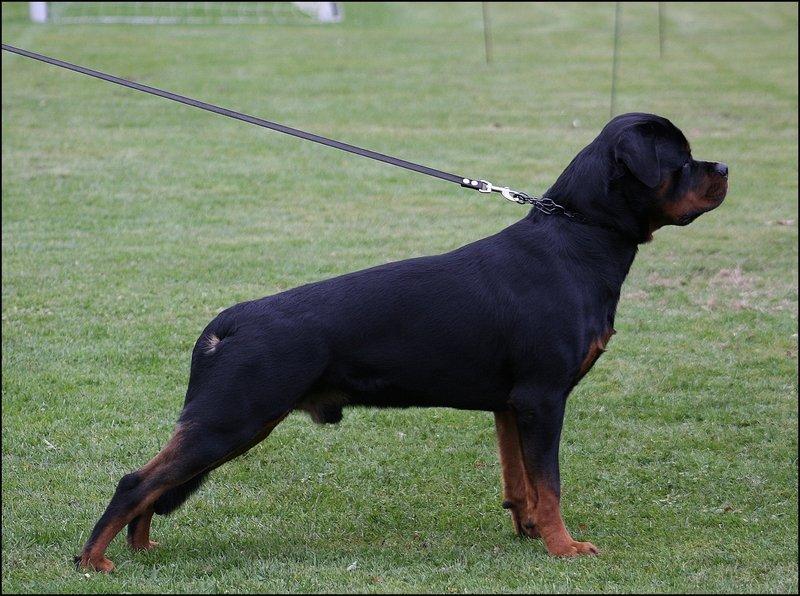 Rottweiler Heitah's Ziko billede 13