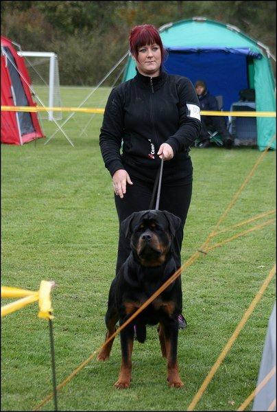 Rottweiler Heitah's Ziko billede 14