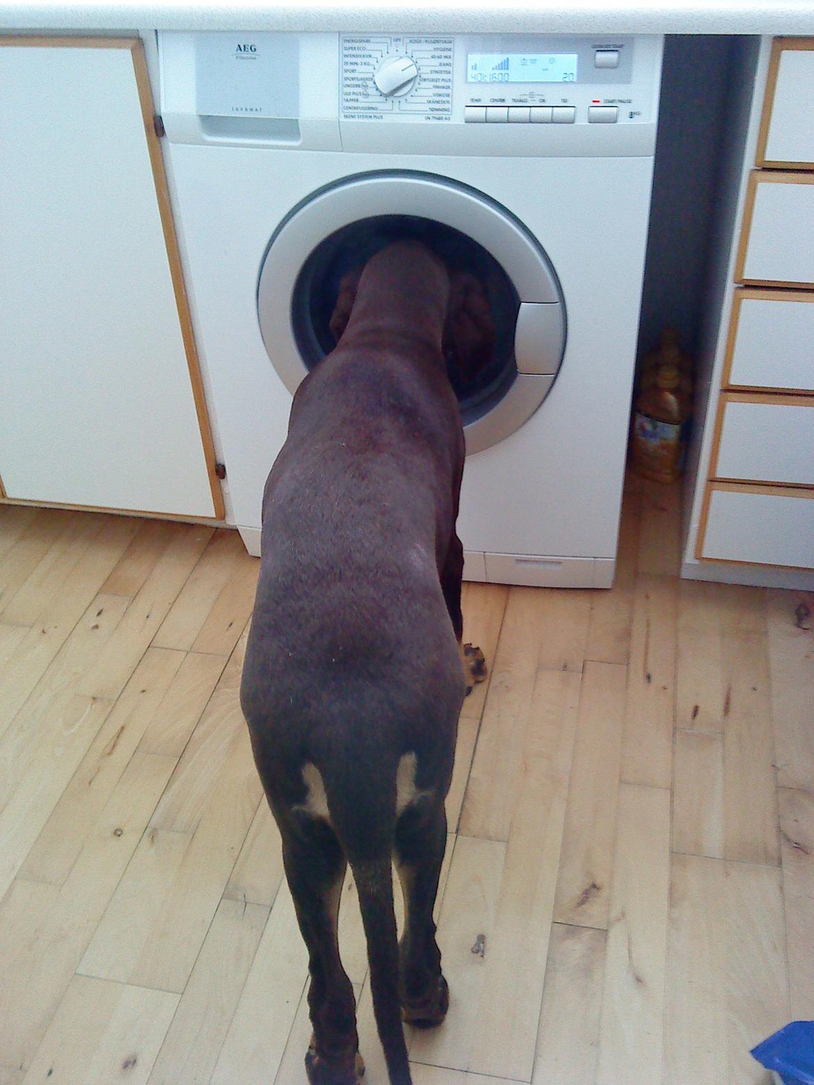 Blanding af racer Kenzo - Nu er den nået til det rigtig spændende program...  billede 4