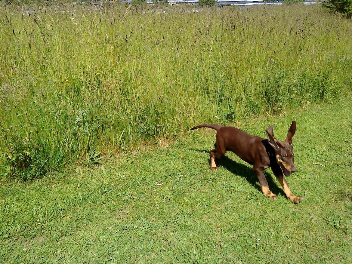 Blanding af racer Kenzo - Så gøres der klar til at lette... flop flop flooop billede 3