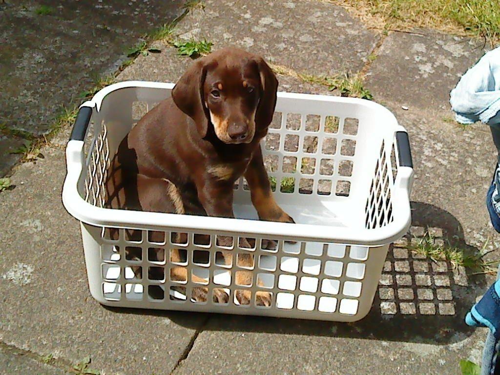 Blanding af racer Kenzo - Det er vist her der sker noget nu... billede 1