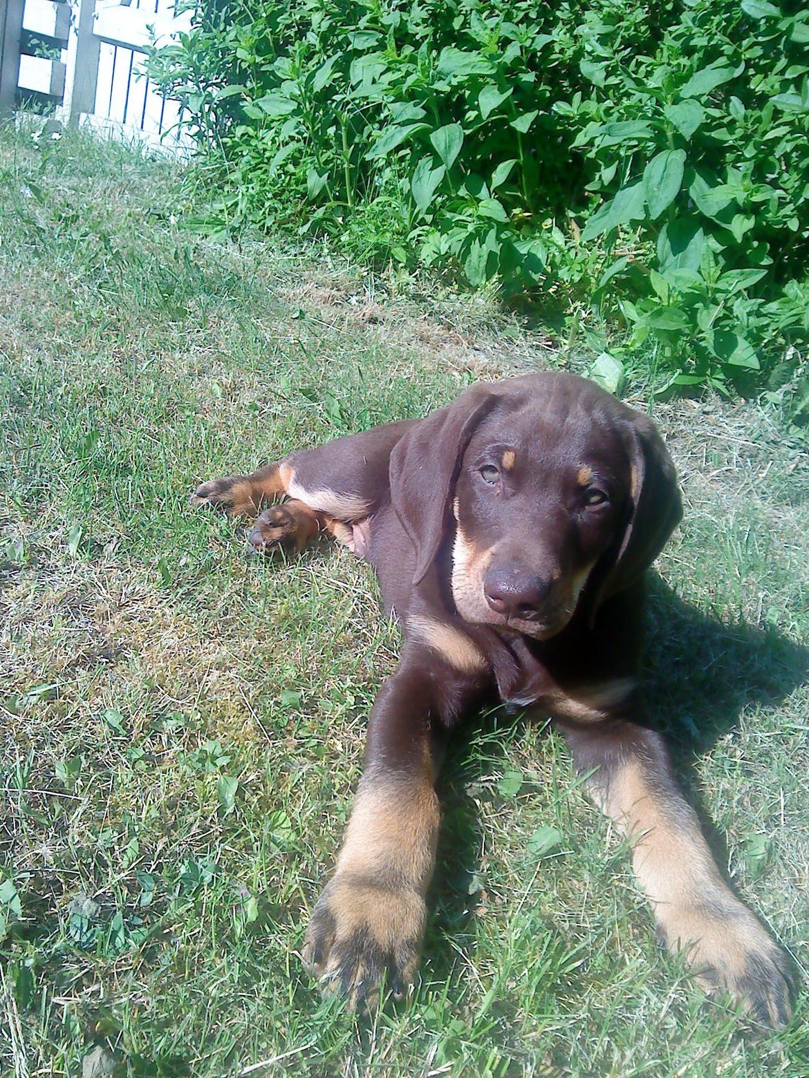 Blanding af racer Kenzo billede 2