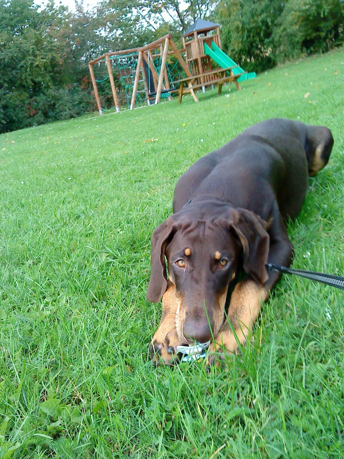 Blanding af racer Kenzo billede 5