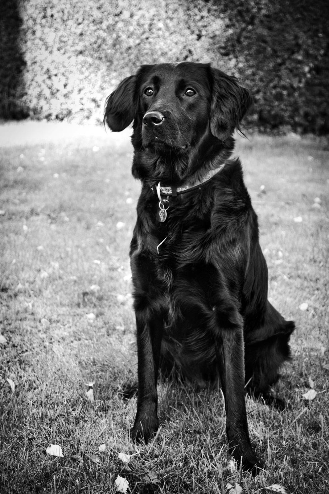 Labrador retriever / Flat coat - Bella - Smuk i haven billede 2