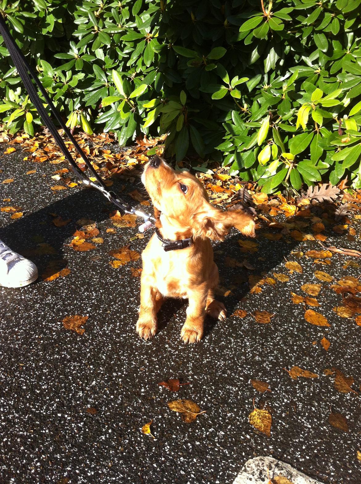 Cocker spaniel Kaylee billede 14