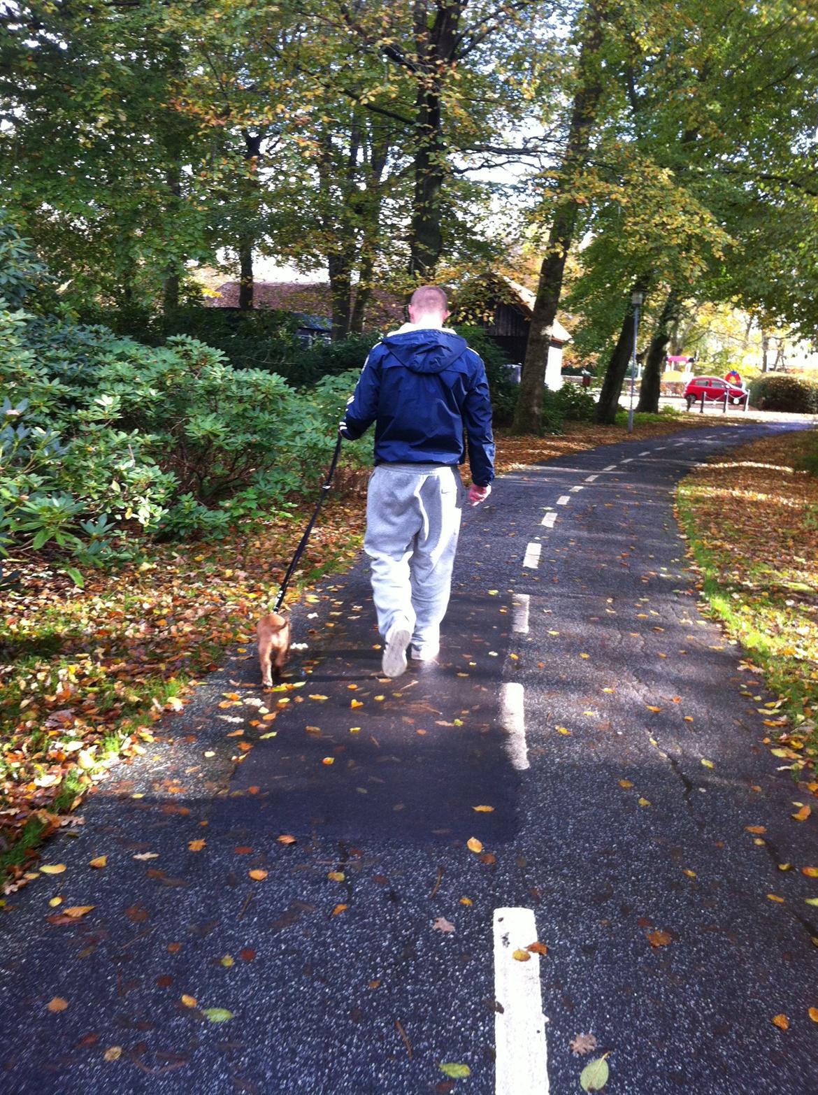 Cocker spaniel Kaylee billede 15