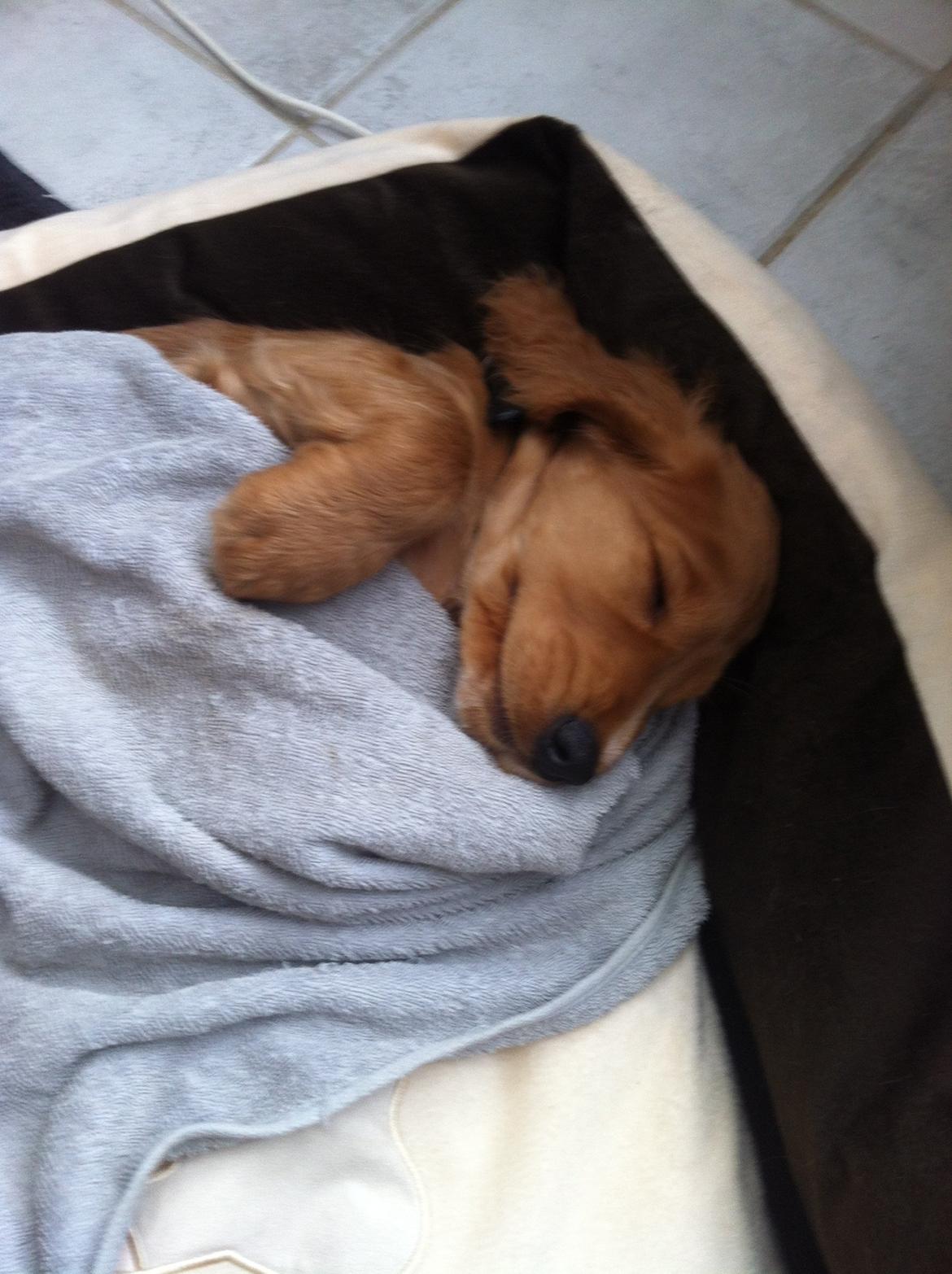 Cocker spaniel Kaylee billede 16