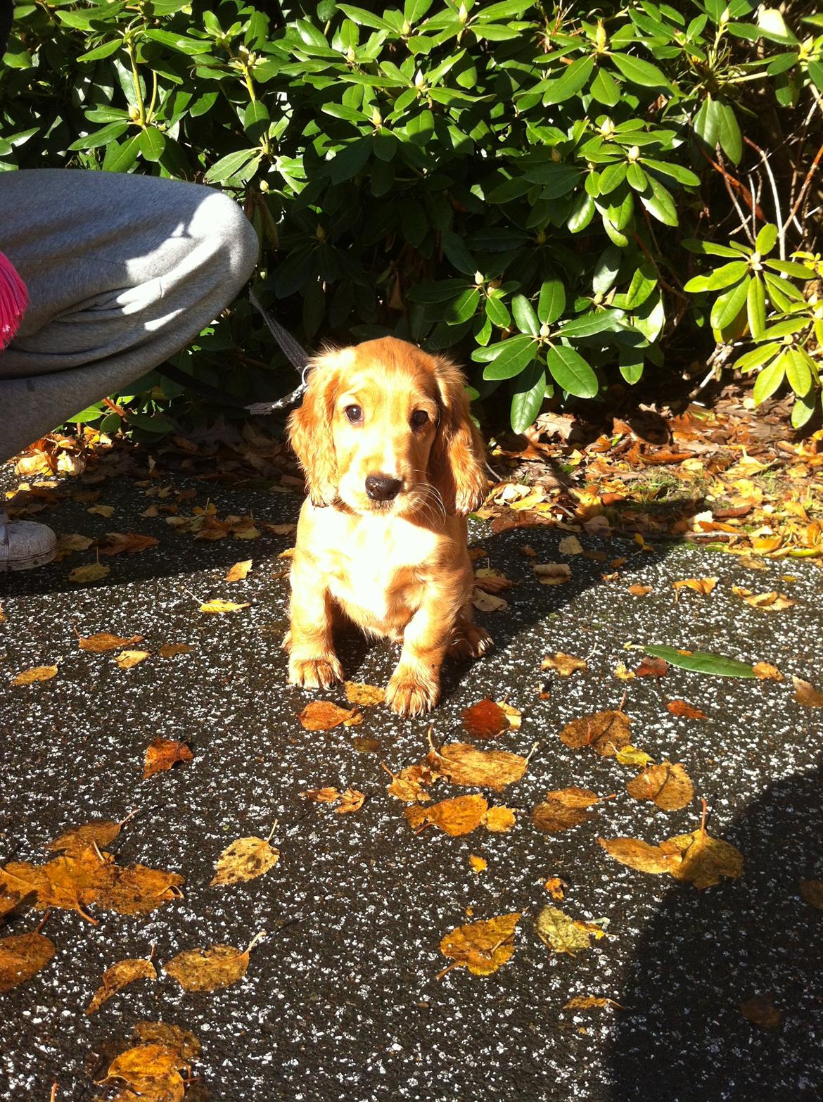 Cocker spaniel Kaylee billede 17