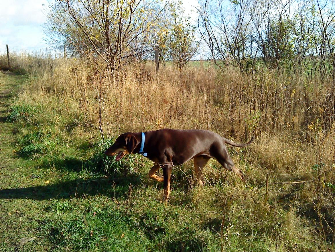 Blanding af racer Kenzo - Dejligt at være i hundeskoven... (d. 26/10-12) billede 6
