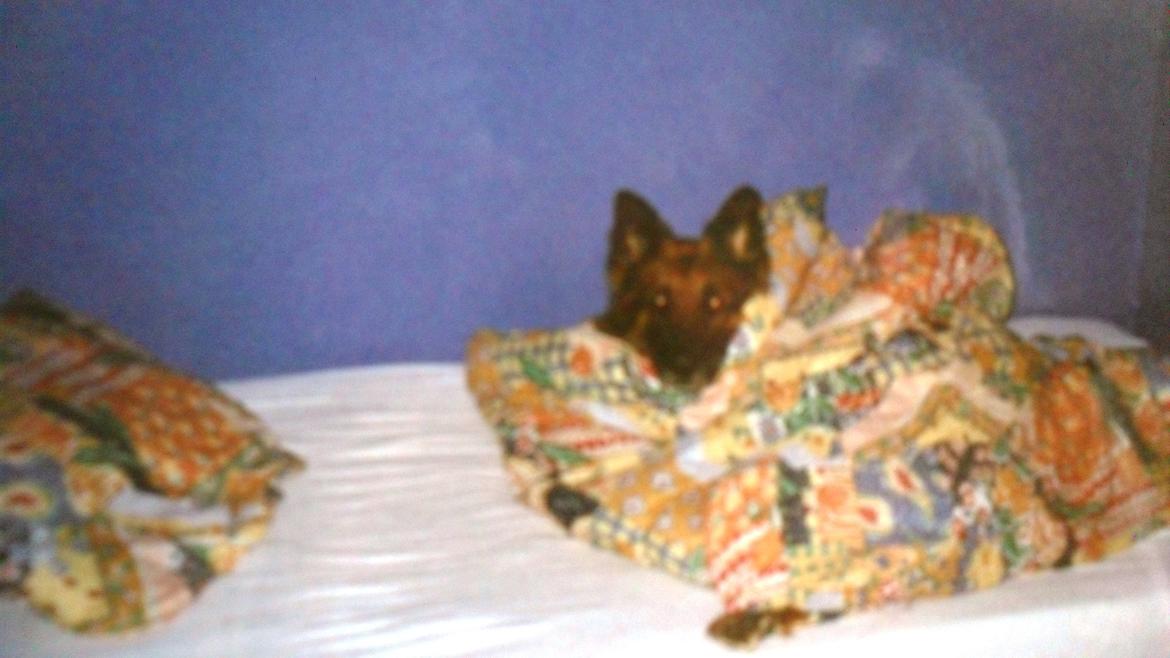 Schæferhund Zita billede 2