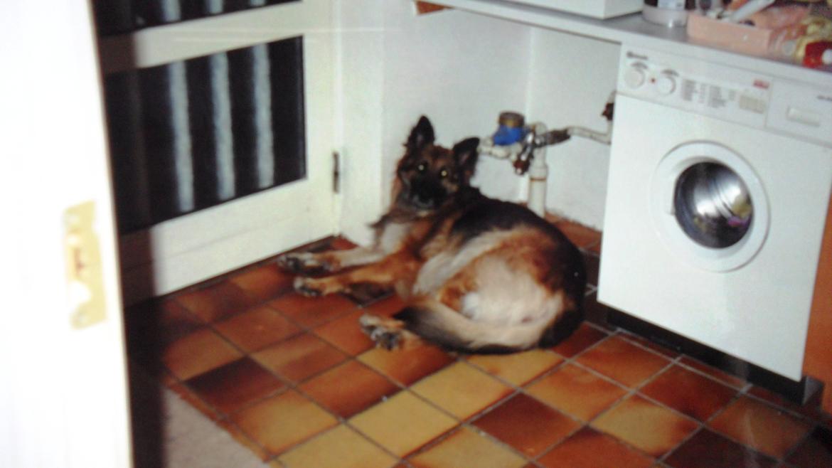 Schæferhund Zita billede 4