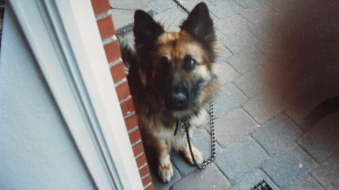 Schæferhund Zita billede 1