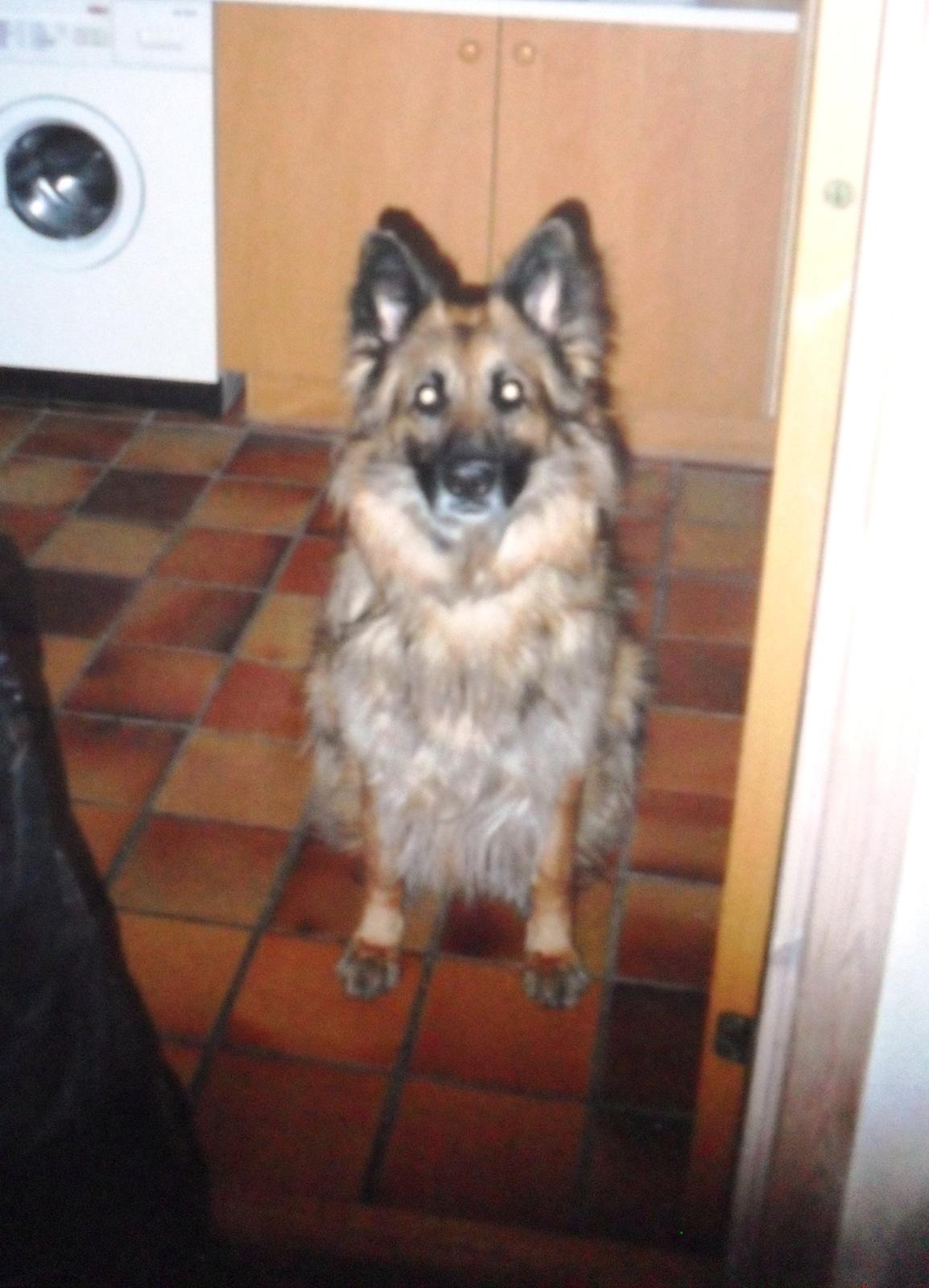 Schæferhund Zita billede 3