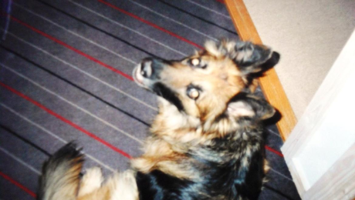 Schæferhund Zita billede 6