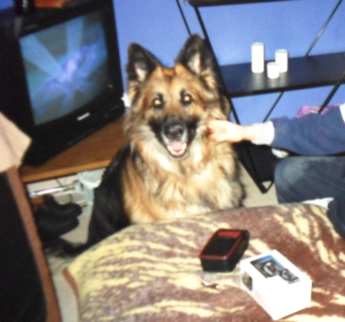 Schæferhund Zita billede 7