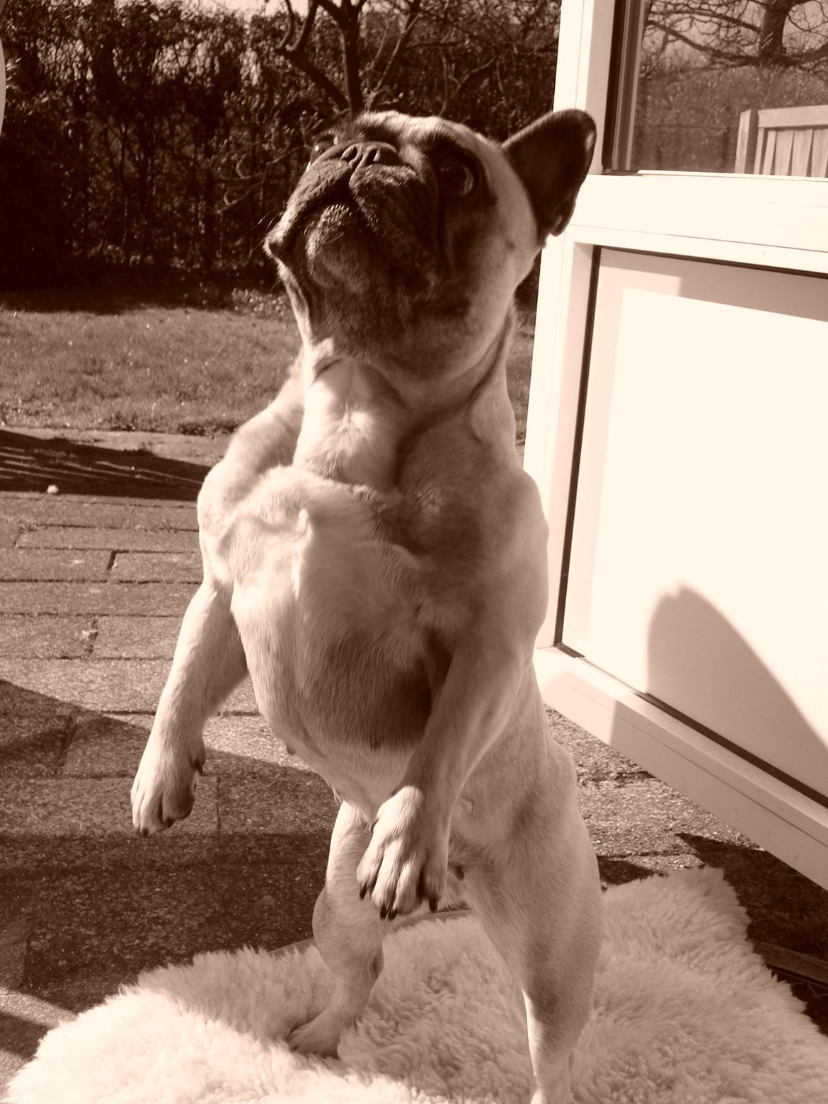 Fransk bulldog Pina - 5 år - stor og farlig. billede 7