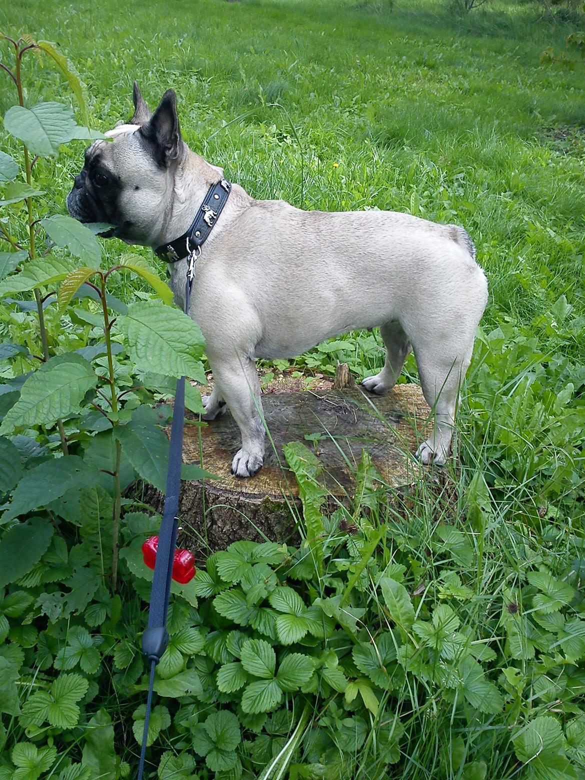 Fransk bulldog Pina - Udkigsposten :) billede 8