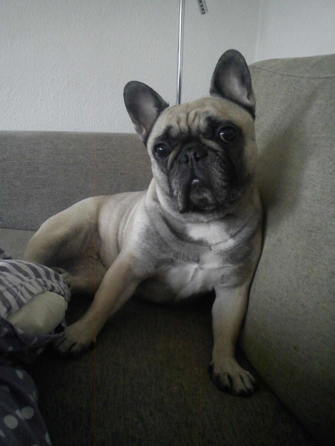 Fransk bulldog Pina - Chiller i sofaen billede 9
