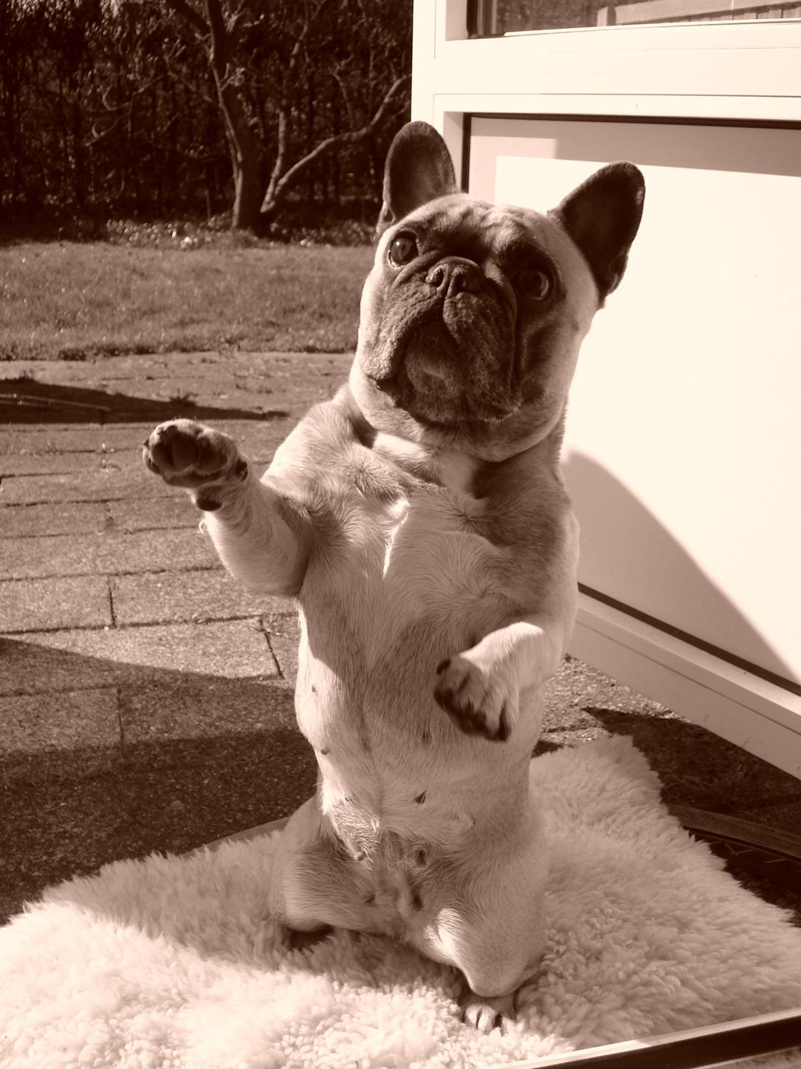 Fransk bulldog Pina - Velkommen til min profil :) billede 1