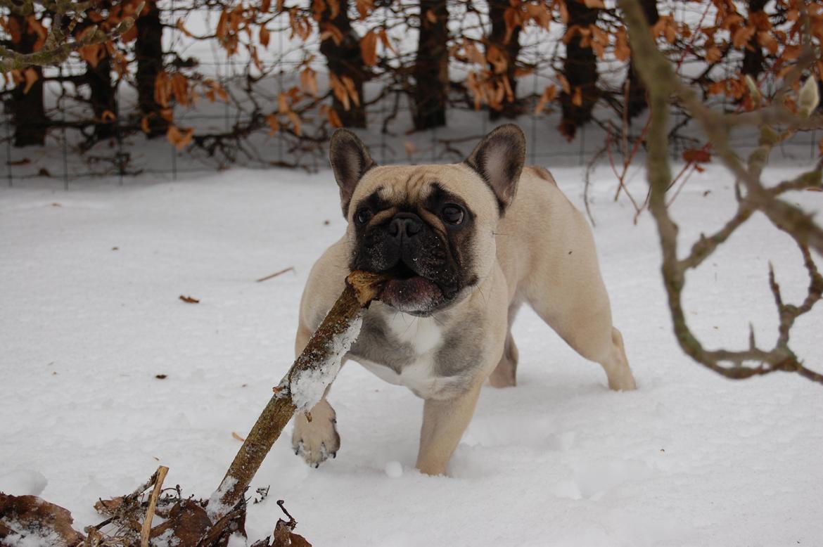 Fransk bulldog Pina - Jeg elsker pinde. billede 11