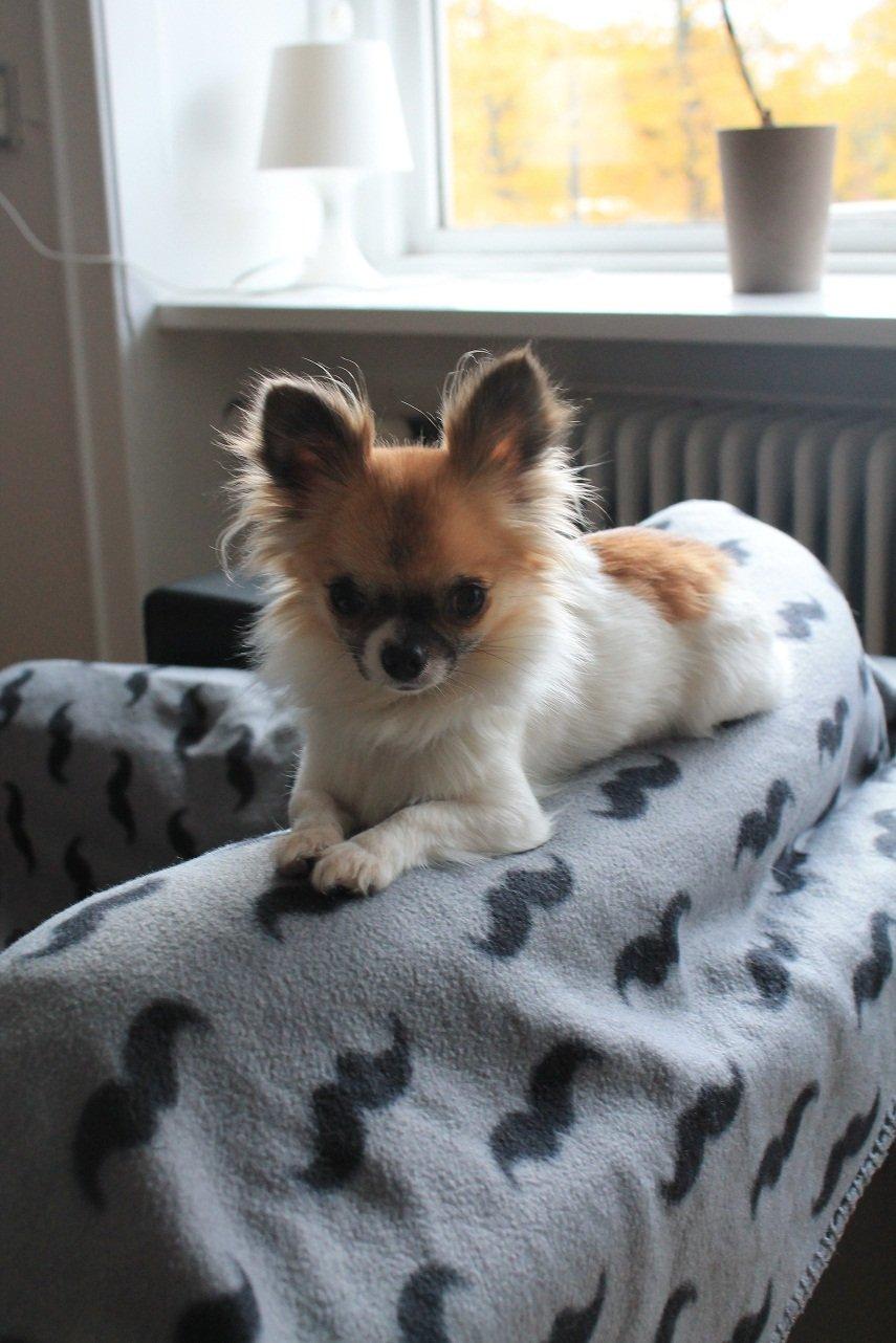 Chihuahua House Of Holtens Brise (Nellie) - 26. oktober 2012 billede 2