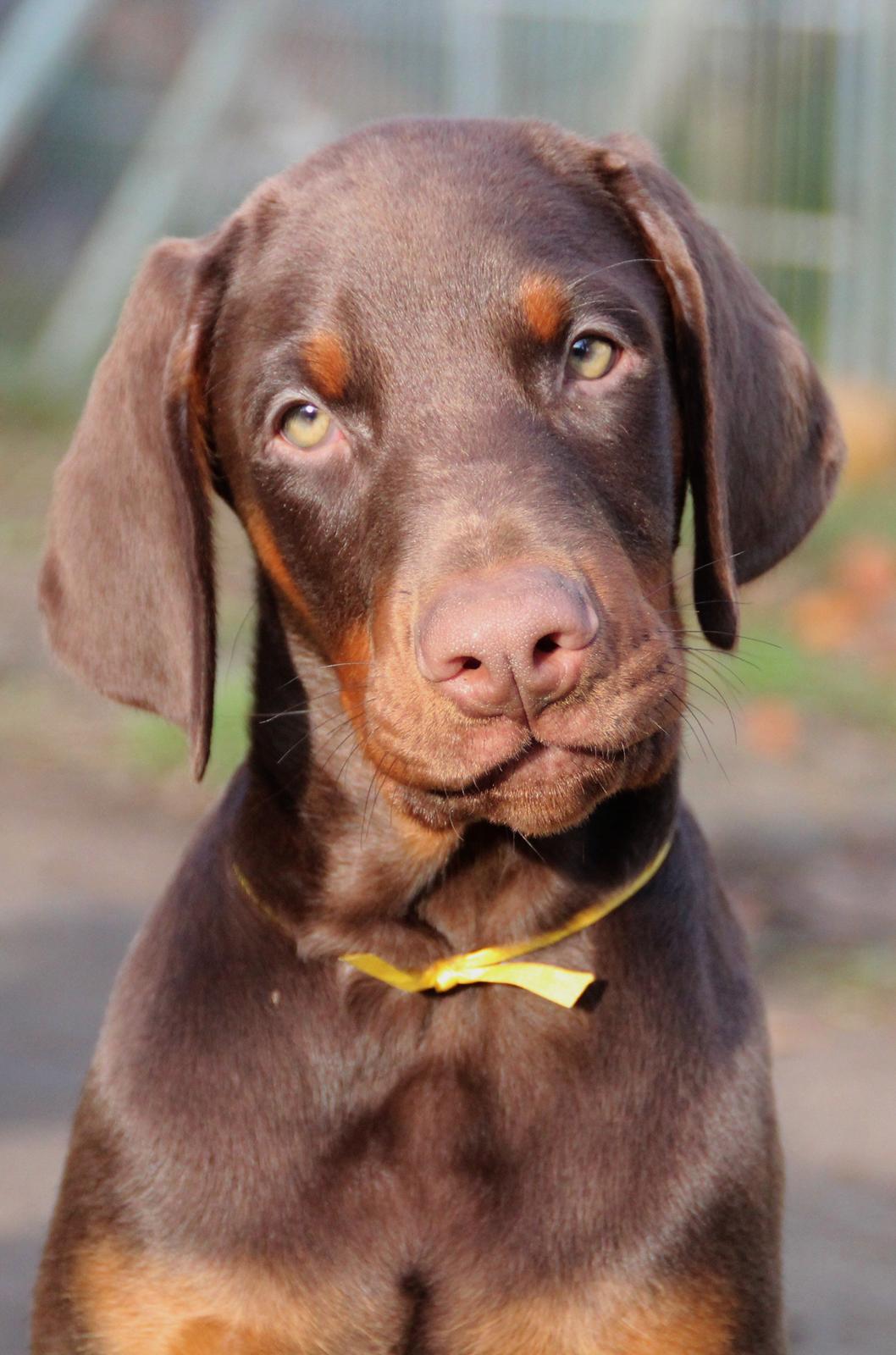 Dobermann Proud Danish Free Falkor billede 1
