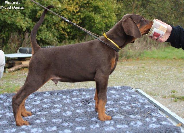 Dobermann Proud Danish Free Falkor billede 2