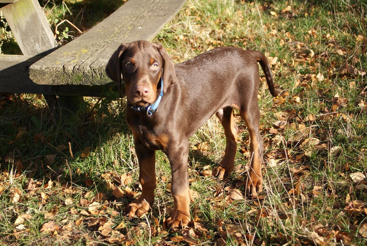 Dobermann Proud Danish Free Falkor billede 3