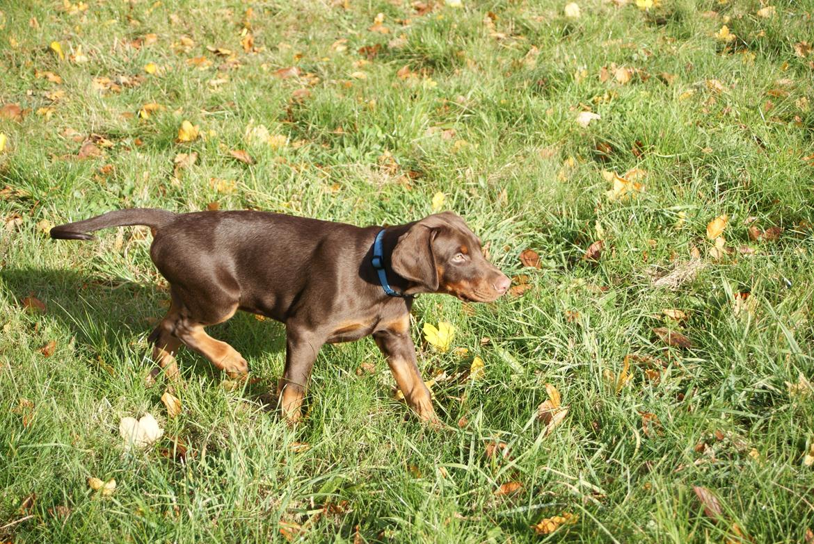 Dobermann Proud Danish Free Falkor billede 4