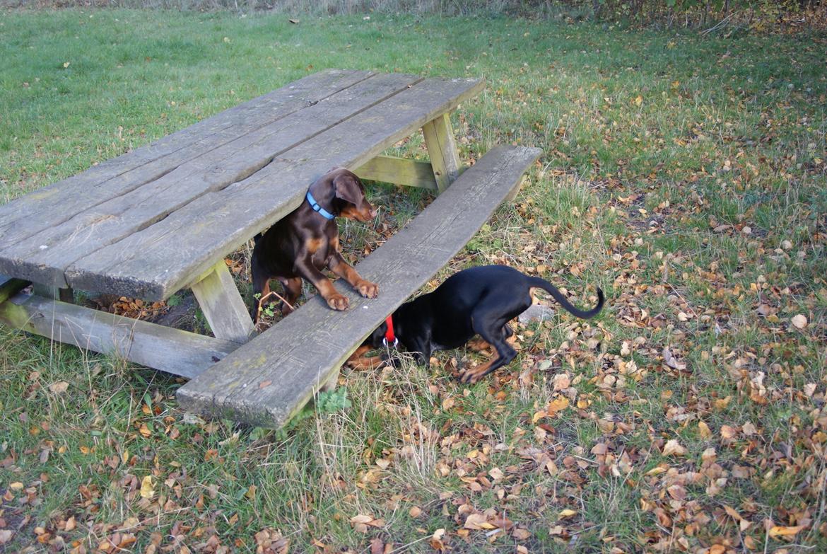 Dobermann Proud Danish Free Falkor billede 5