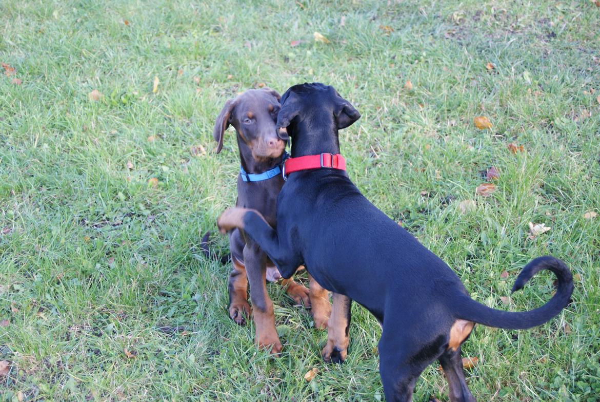 Dobermann Proud Danish Free Falkor billede 6