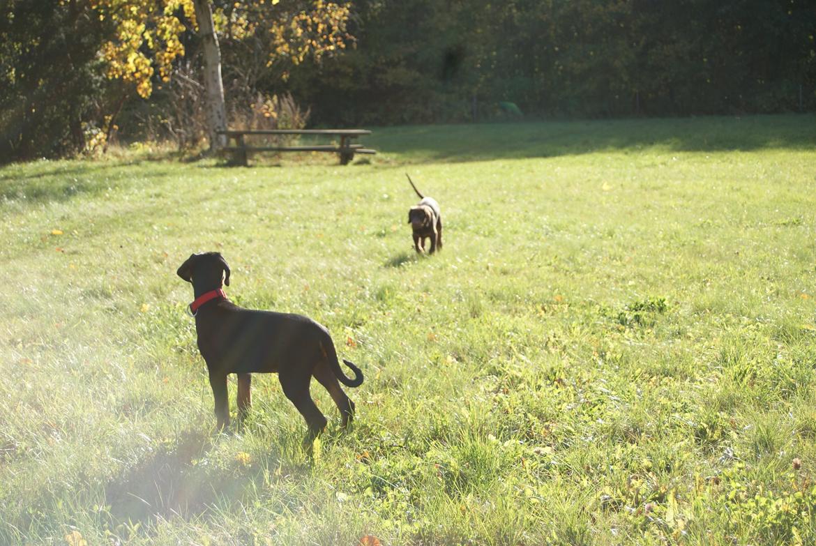 Dobermann Proud Danish Free Falkor billede 7