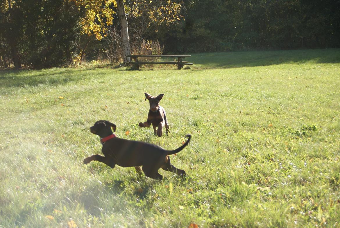 Dobermann Proud Danish Free Falkor billede 8