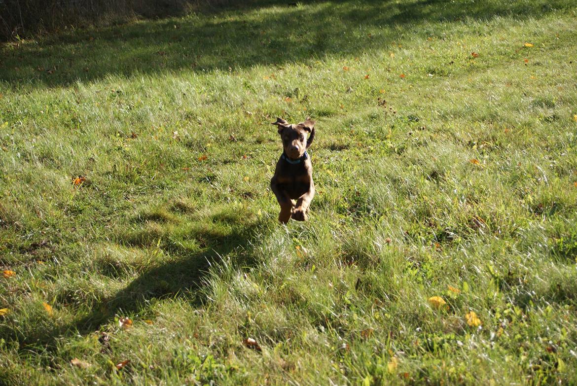 Dobermann Proud Danish Free Falkor billede 9