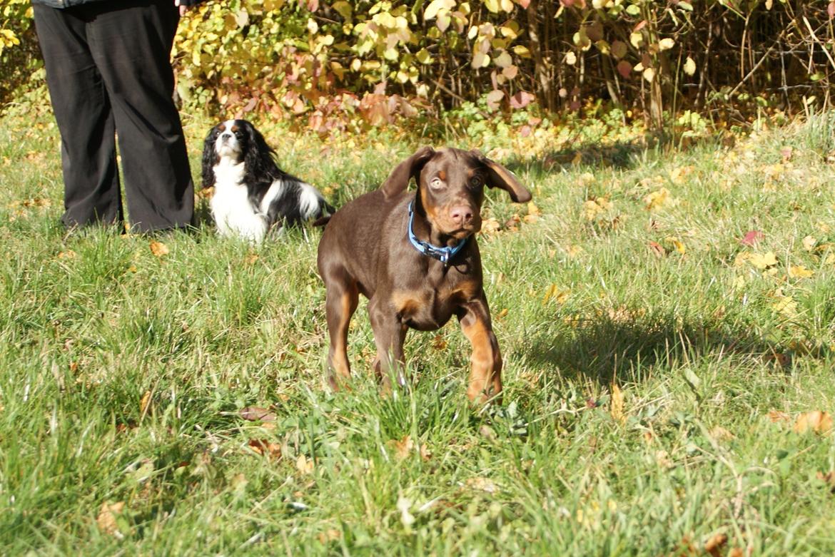 Dobermann Proud Danish Free Falkor billede 10