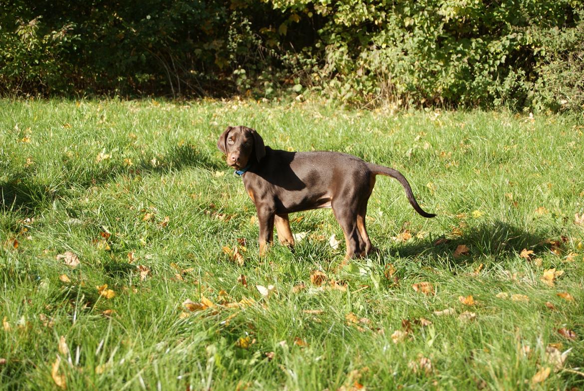 Dobermann Proud Danish Free Falkor billede 11