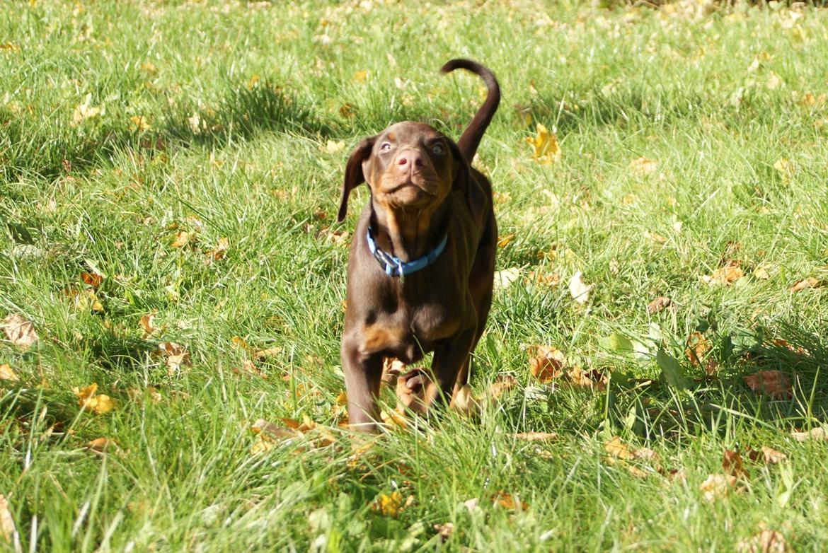 Dobermann Proud Danish Free Falkor billede 12
