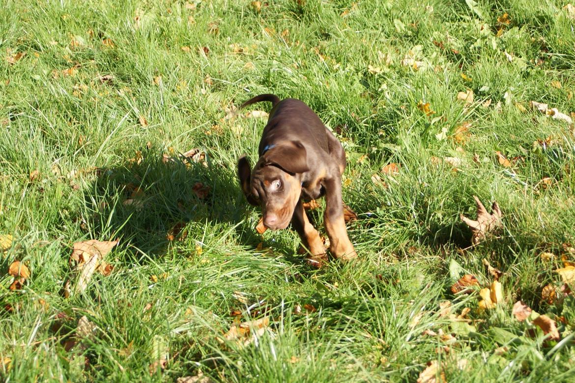Dobermann Proud Danish Free Falkor billede 13