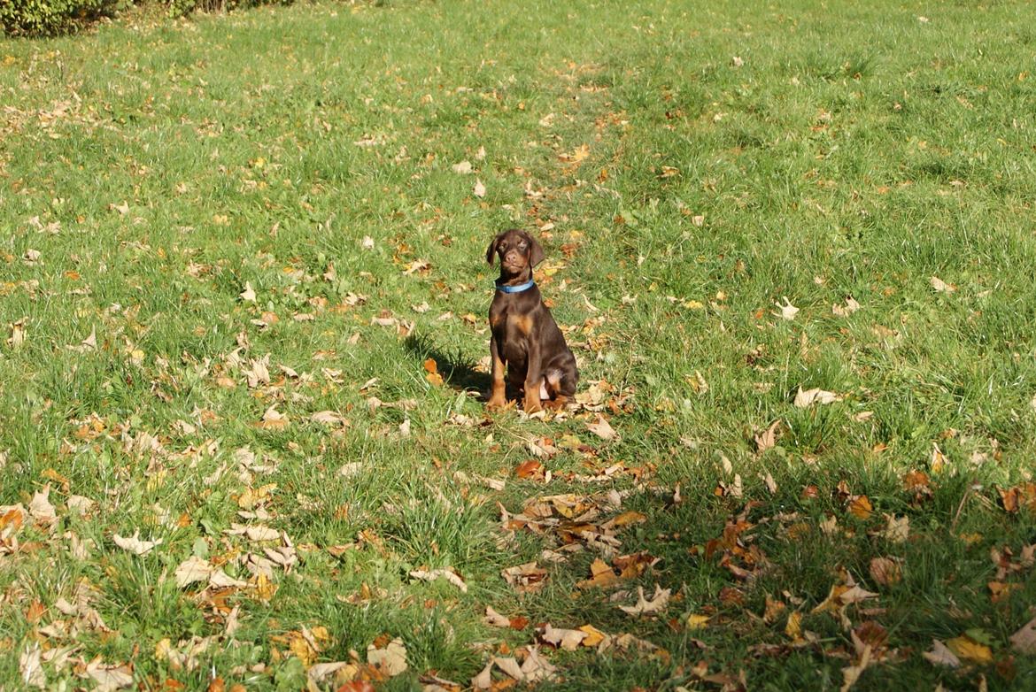 Dobermann Proud Danish Free Falkor billede 14