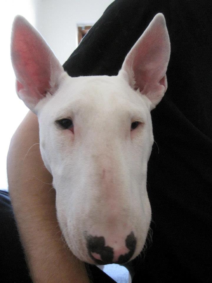 Bullterrier Little miss piggy (Magz) billede 2