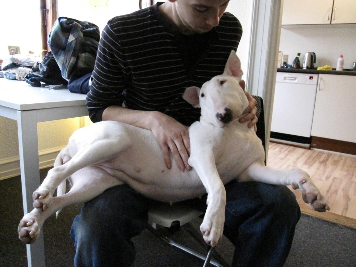 Bullterrier Little miss piggy (Magz) billede 4