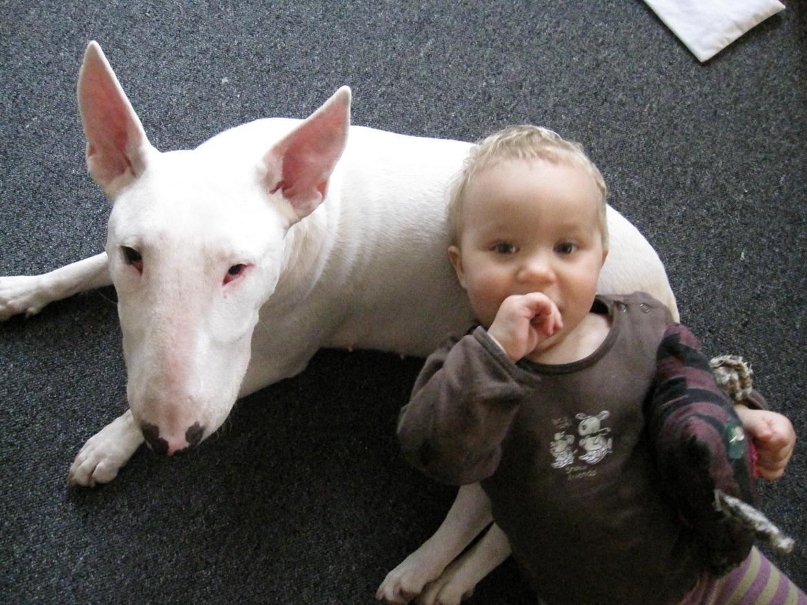 Bullterrier Little miss piggy (Magz) billede 5