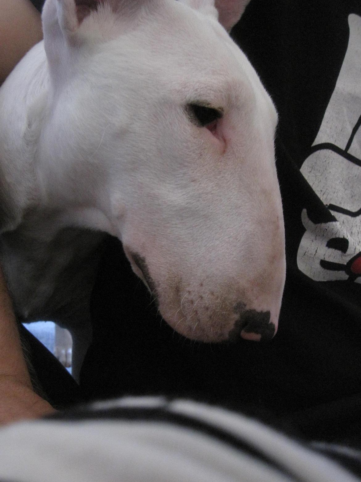 Bullterrier Little miss piggy (Magz) billede 6