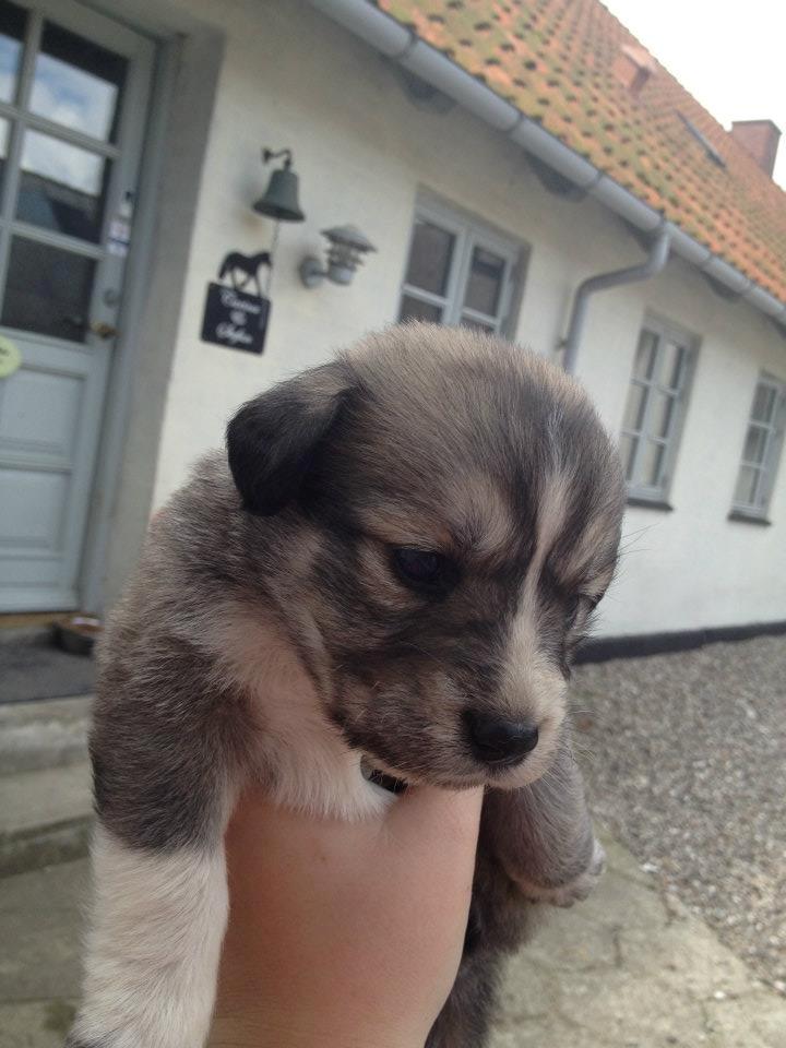 Blanding af racer Sif billede 1