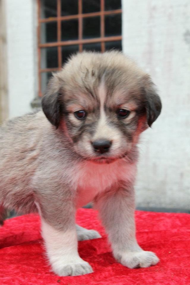 Blanding af racer Sif billede 2