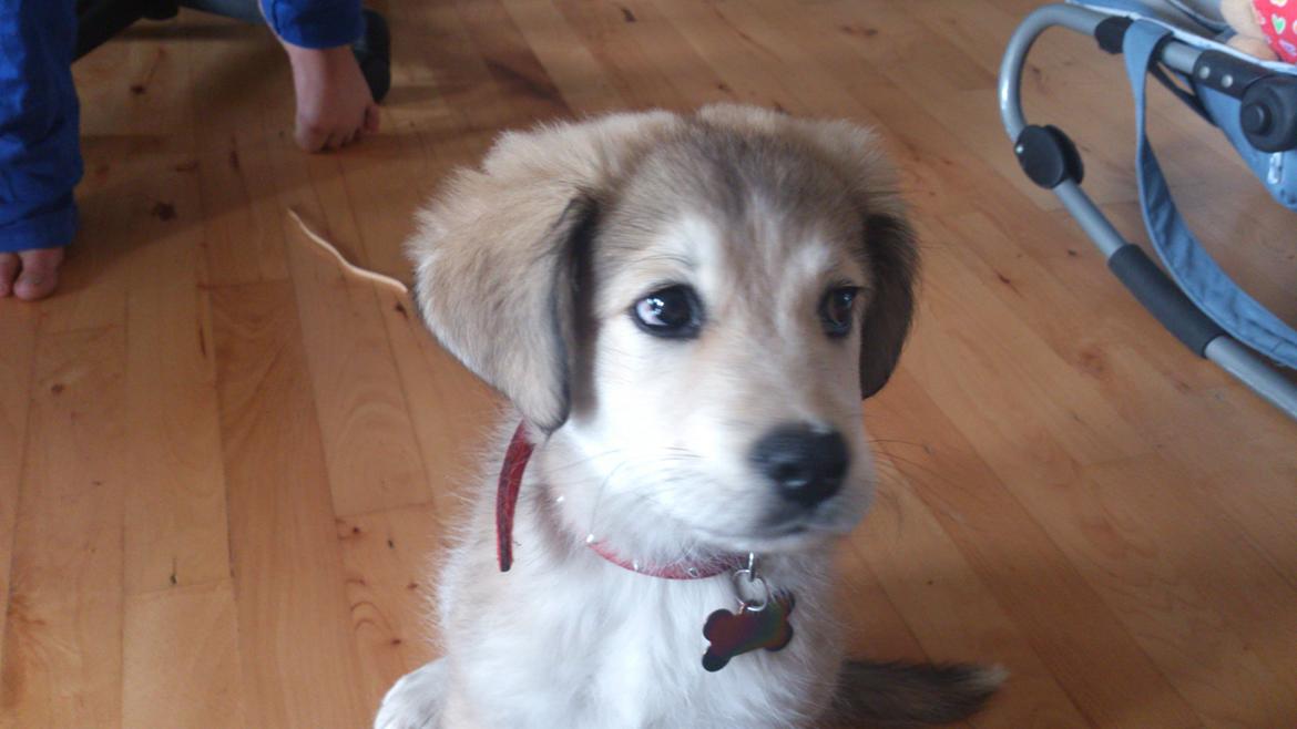 Blanding af racer Sif billede 3